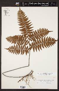 Adiantum intermedium image