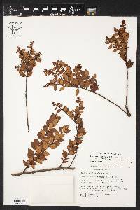 Gaultheria buxifolia var. elassantha image