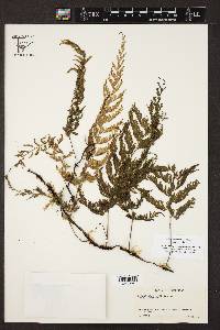 Vandenboschia radicans image