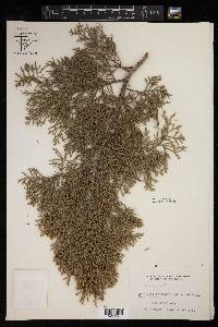 Juniperus ashei image