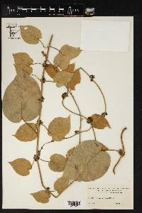 Ibatia maritima image