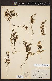 Hymenophyllum lanceolatum image