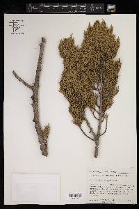 Juniperus ashei image