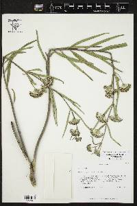 Asclepias longifolia image