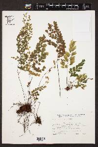 Adiantum lorentzii image