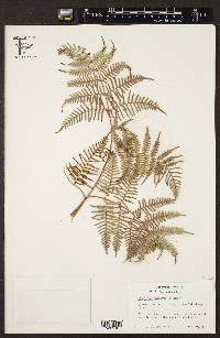 Pteridium caudatum image