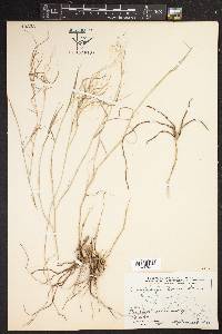 Muhlenbergia porteri image