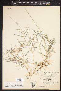 Muhlenbergia brachyphylla image