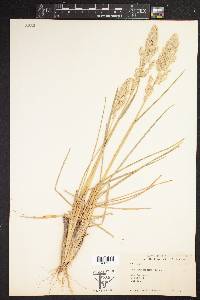 Poa arachnifera image