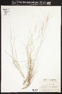 Aristida purpurea var. longiseta image