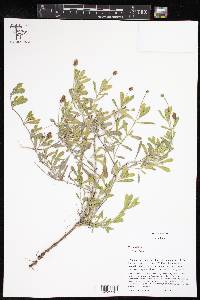 Phyla nodiflora image