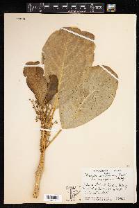 Claoxylon sandwicense image