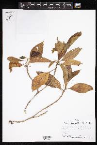 Claoxylon fallax image