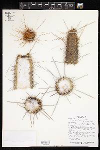 Weberbauerocereus albus image