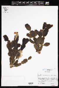 Schlumbergera truncata image