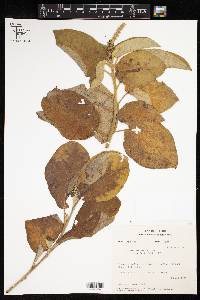 Croton alnifolius image