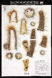 Weberbauerocereus albus image