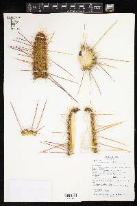 Weberbauerocereus albus image