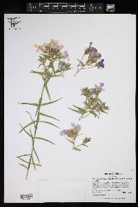 Phlox pilosa var. longipilosa image