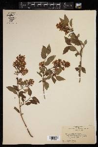 Syringa chinensis image