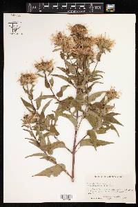 Monarda fistulosa var. mollis image