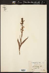 Platanthera lacera image