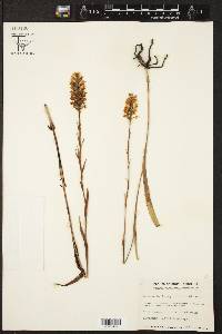 Platanthera integra image