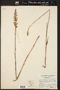 Habenaria humilior image