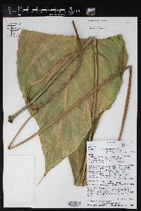 Anthurium atropurpureum var. arenicola image