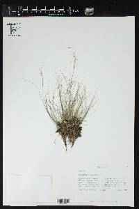 Rhynchospora rariflora image