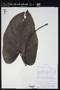 Anthurium nigrescens image