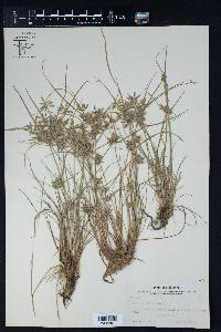 Cyperus flavescens image