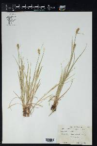 Carex retroflexa image