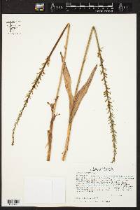 Piperia elongata image