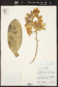 Image of Otoglossum chiriquense