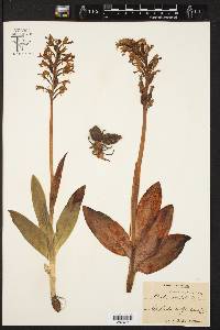 Orchis militaris image