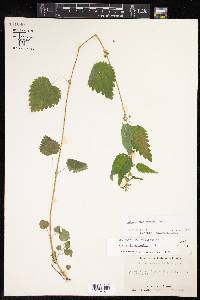 Urtica chamaedryoides image