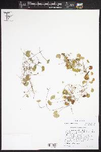 Dichondra carolinensis image