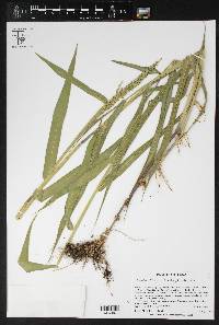 Urochloa texana image