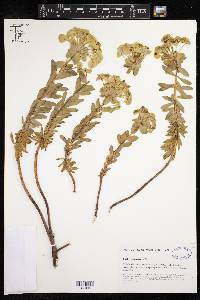 Euphorbia nicaeensis image
