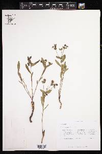 Euphorbia inundata image