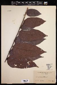 Image of Phyllanthus albus