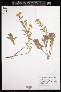 Euphorbia glareosa image