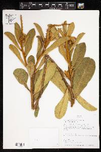 Croton fulvus image