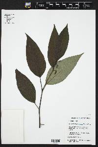 Piper phytolaccifolium image