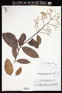 Dichostemma glaucescens image