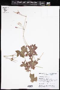 Pelargonium tongaense image