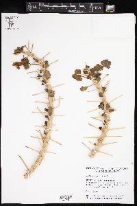 Image of Pelargonium spinosum