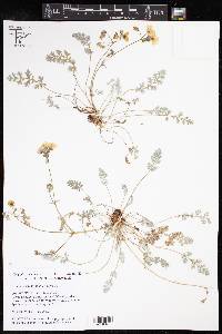 Image of Erodium chrysanthum