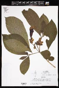 Stemmadenia pubescens image